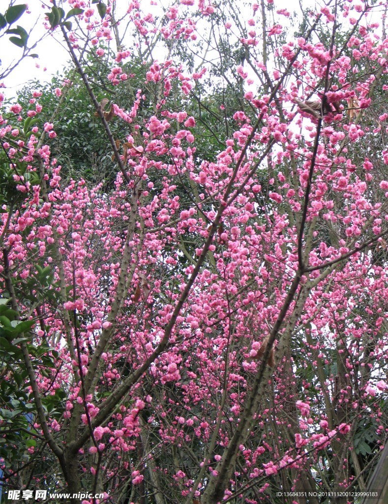 红梅花