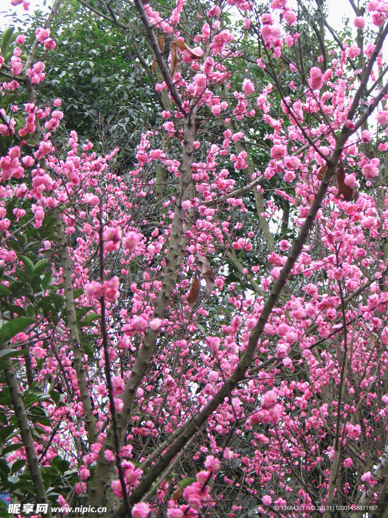 红梅花
