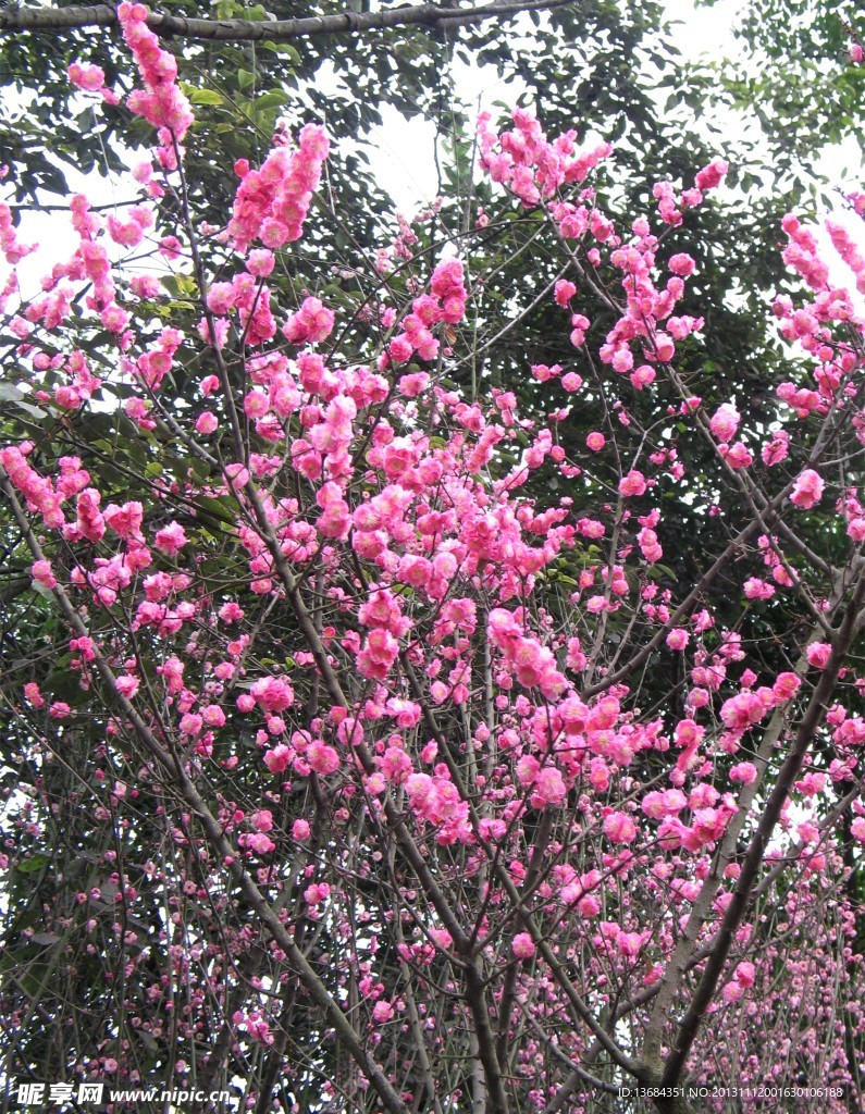 红梅花