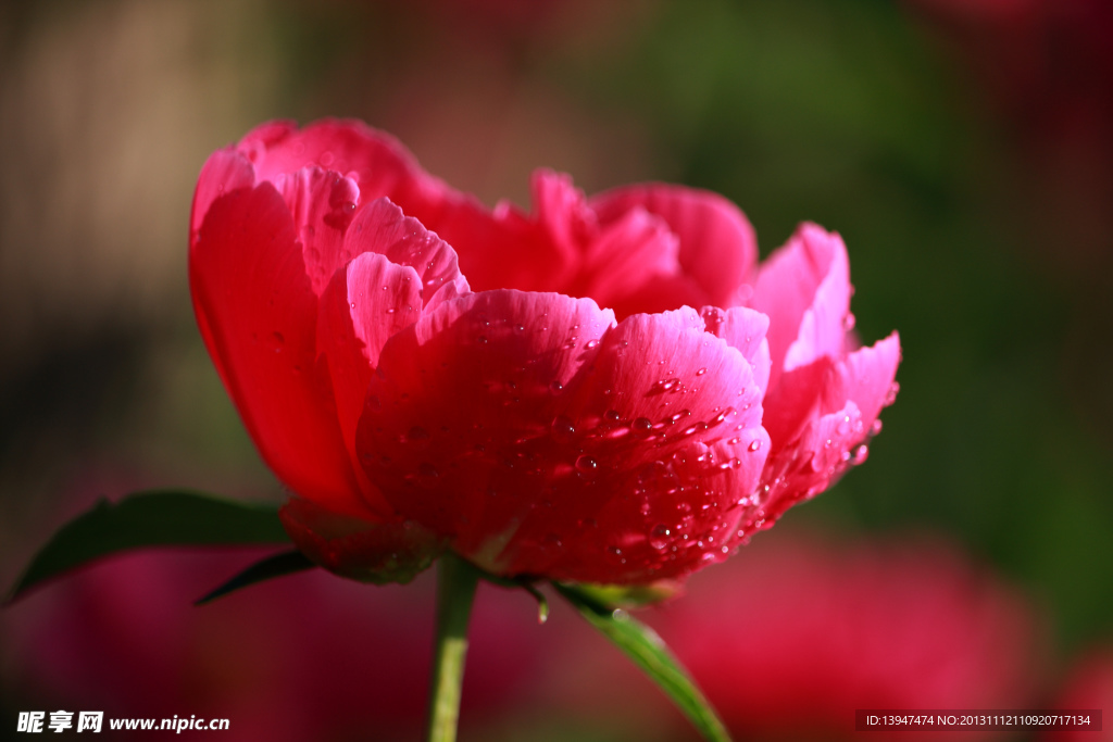 芍药花