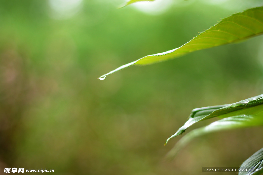 绿叶雨滴