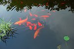水中鱼