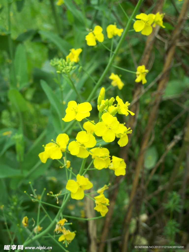 油菜花
