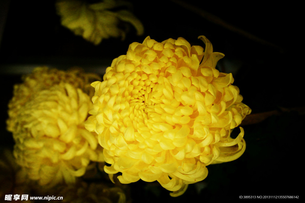 菊花