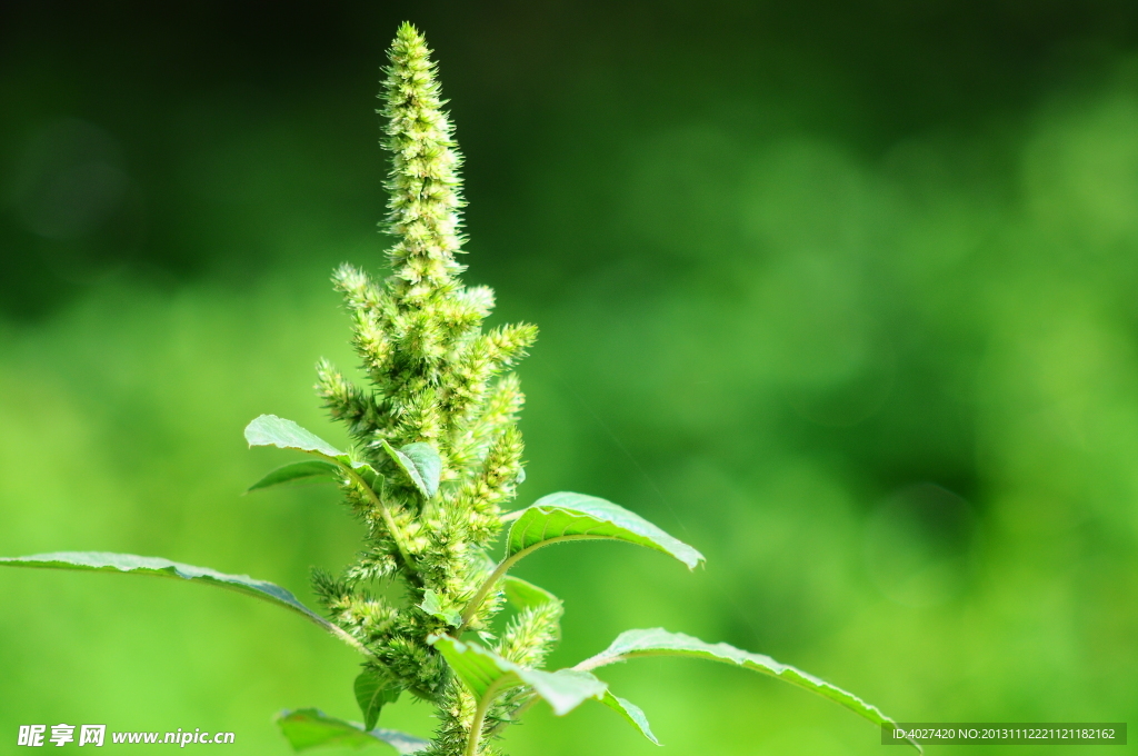 野草