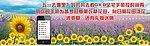 葵花 花海 向日葵