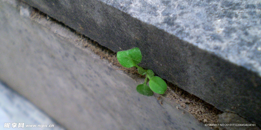 野草