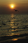 夕阳大海