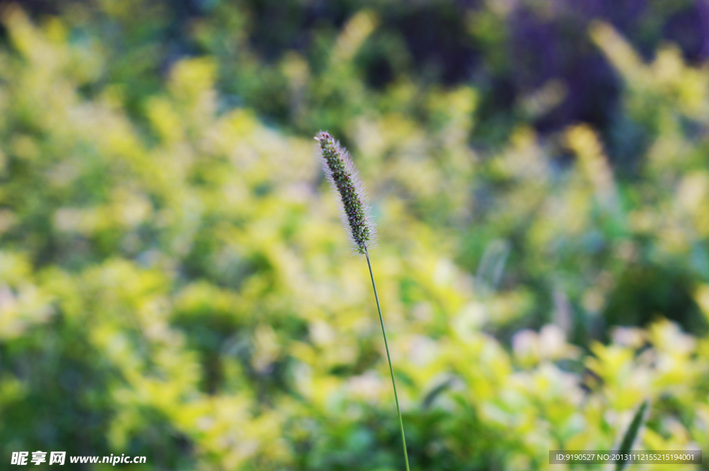 艺术 植物 叶子 花