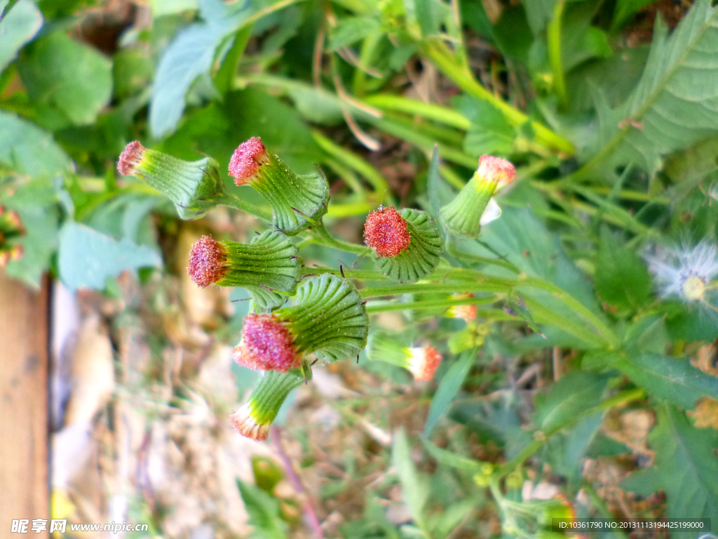 野茼蒿