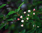 山丁子树花