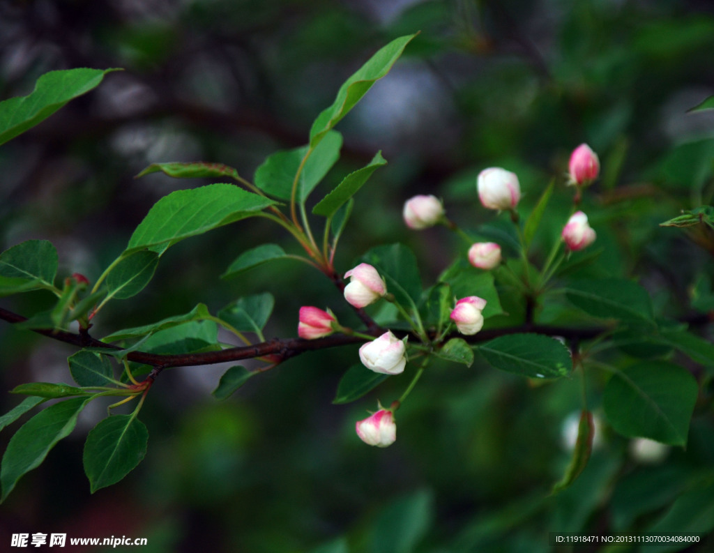 山丁子树花