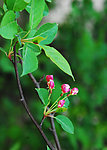 山丁子树花