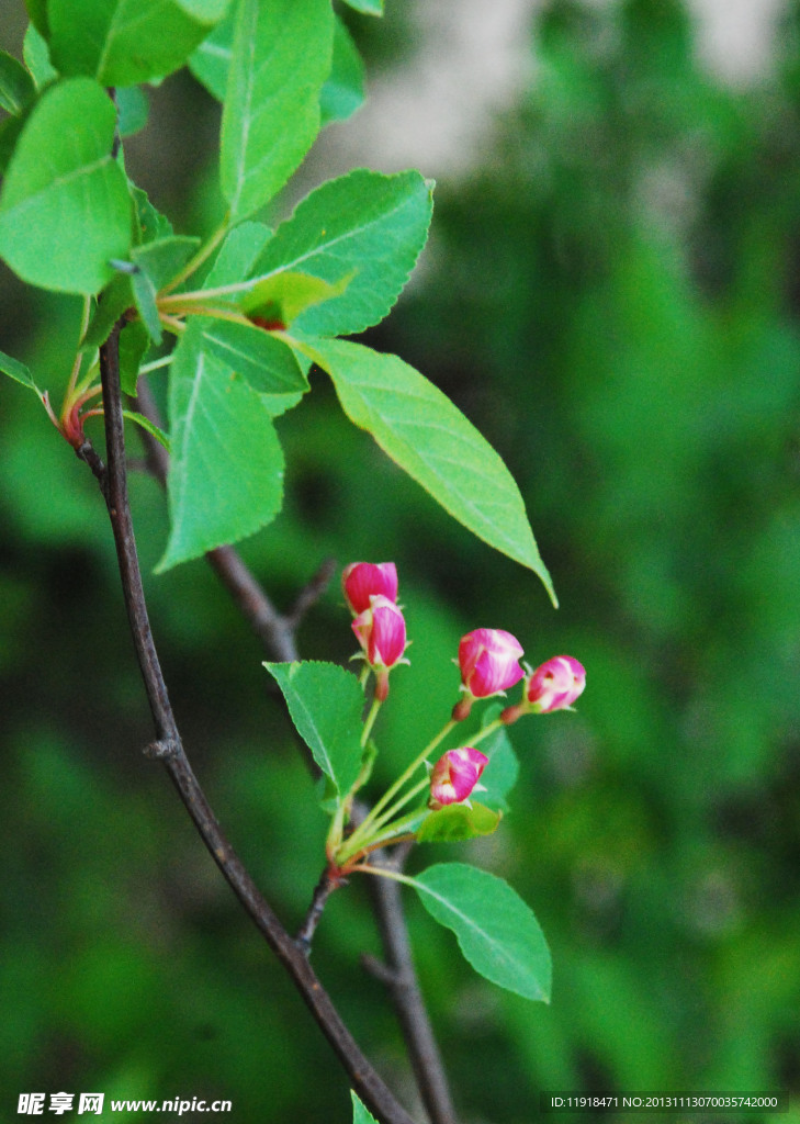 山丁子树花