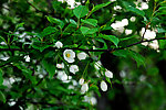 山丁子树花