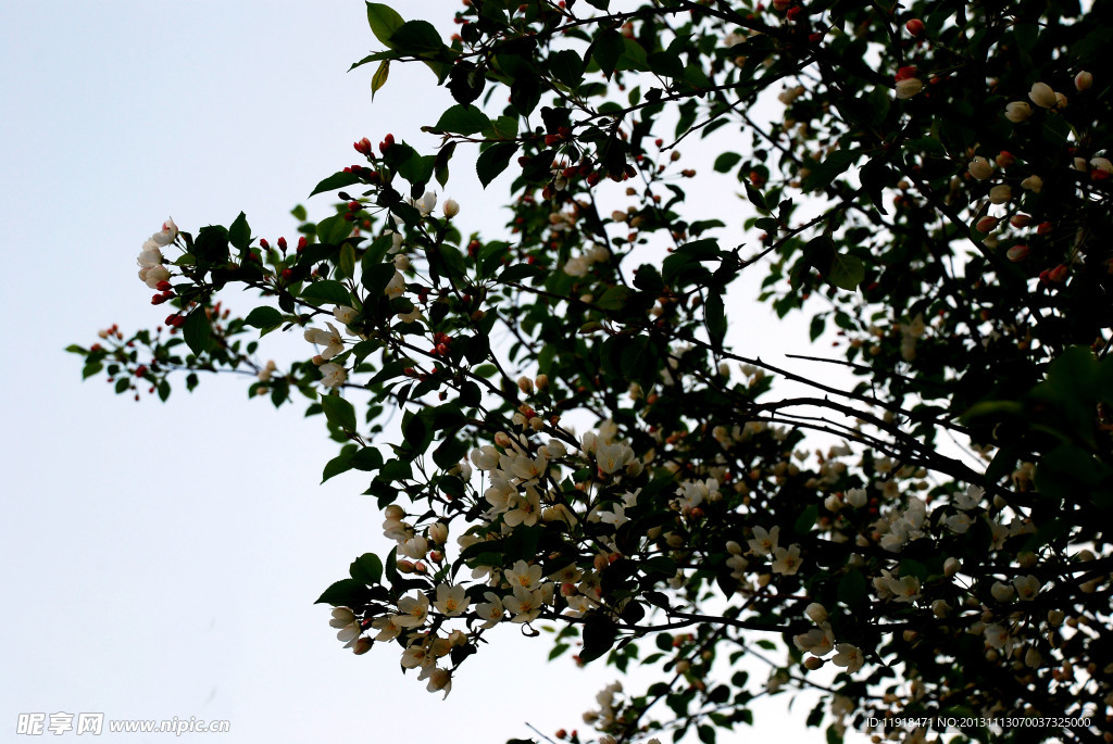 山丁子树花