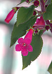 五角绒花