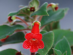 五角绒花