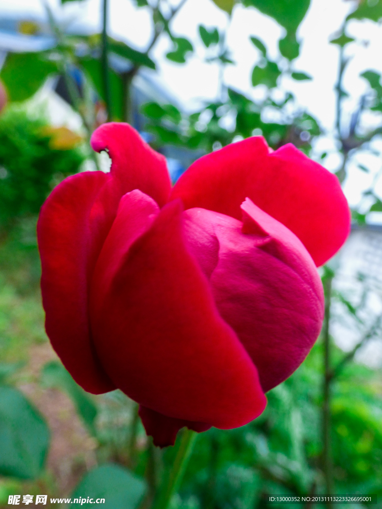 玫瑰花