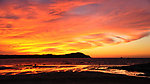 夕阳红