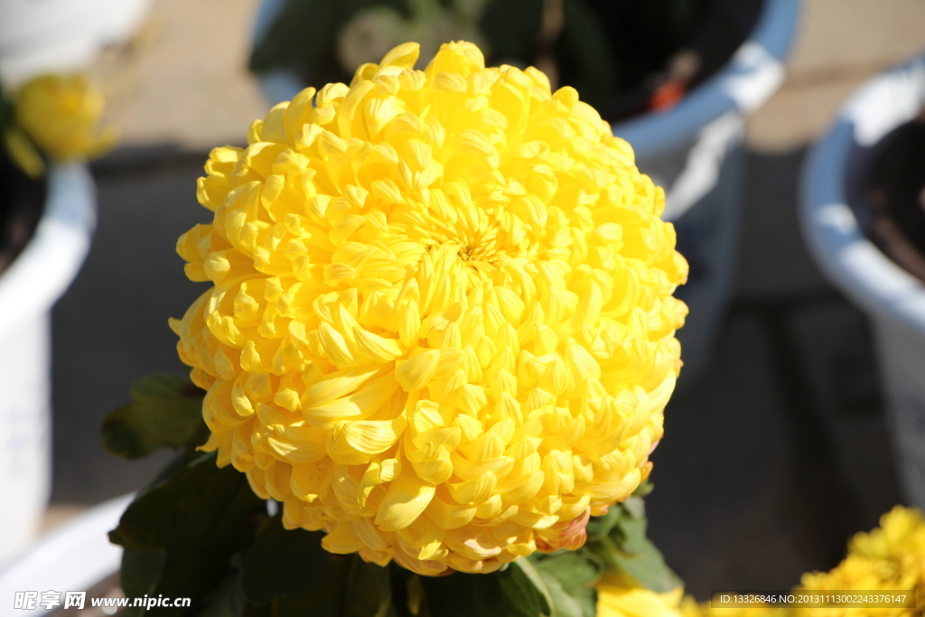 高清菊花