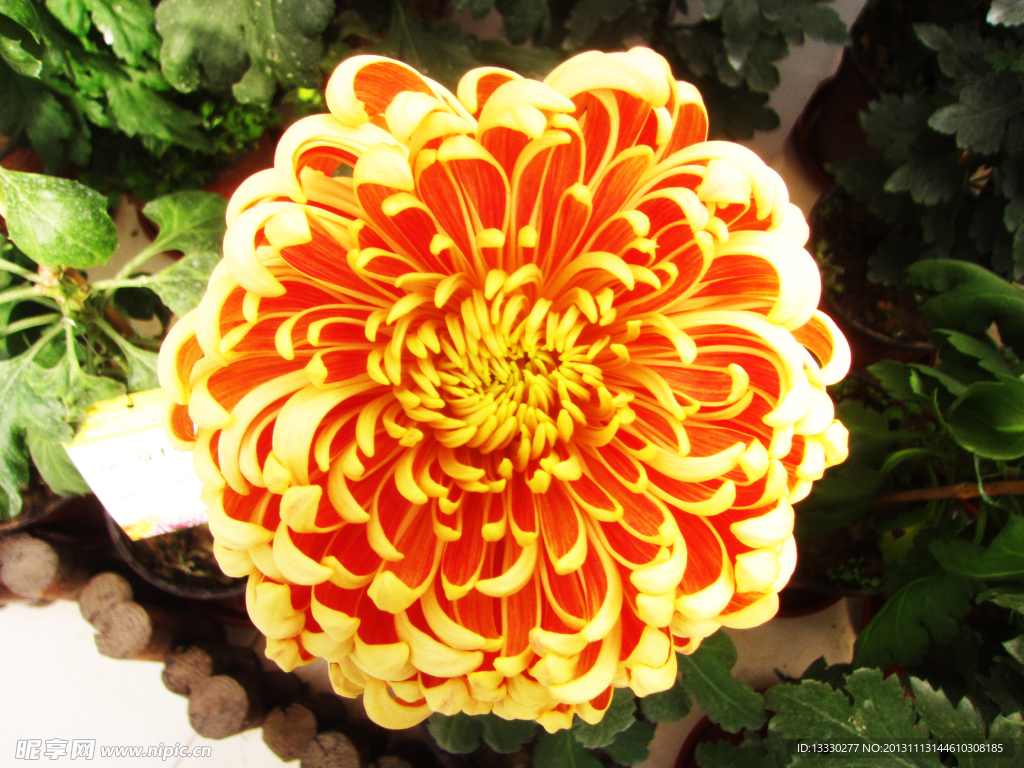 菊花