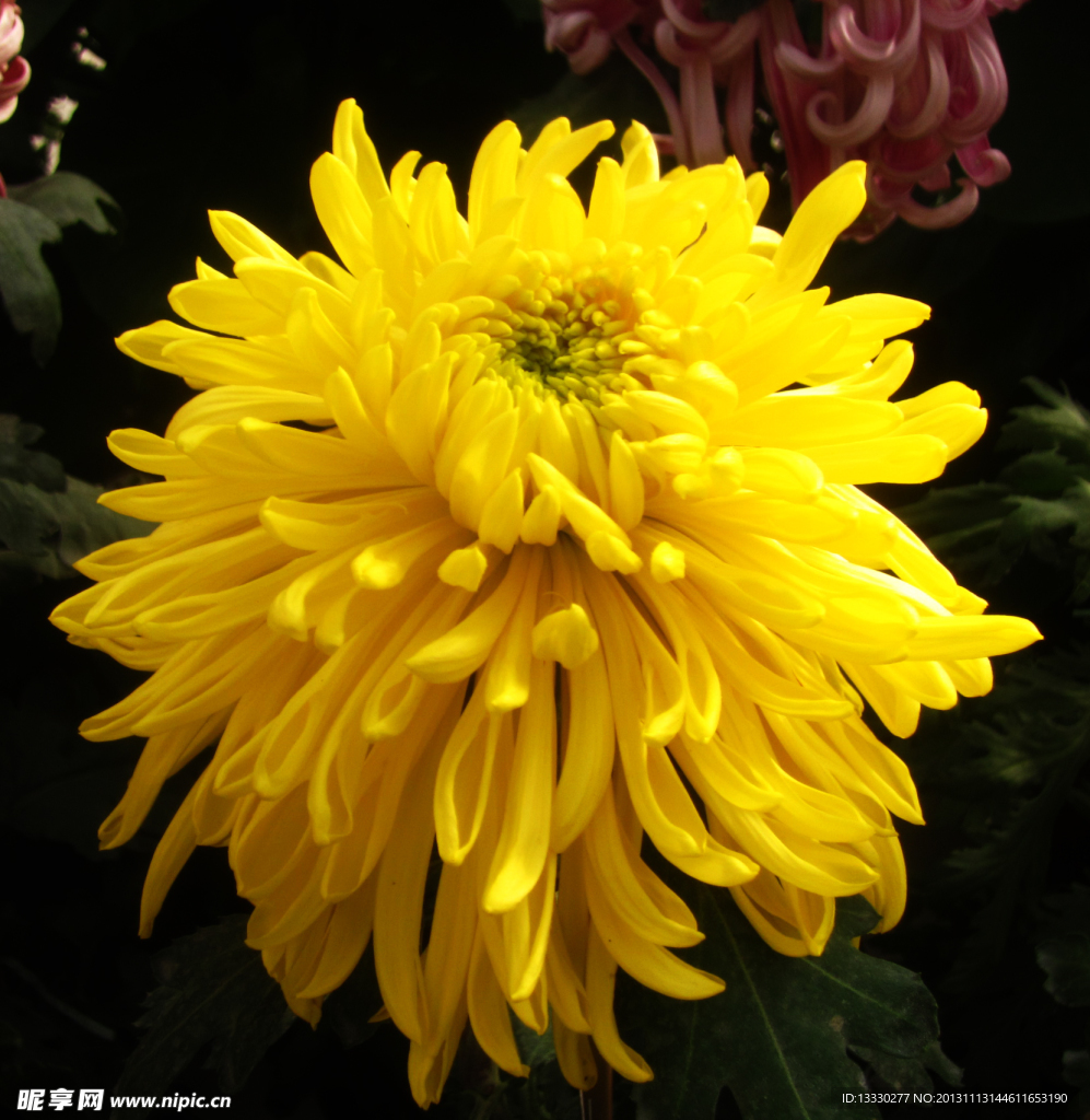 菊花