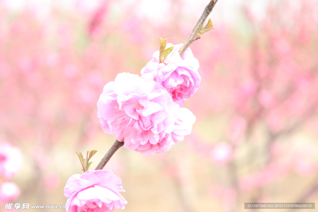 桃花