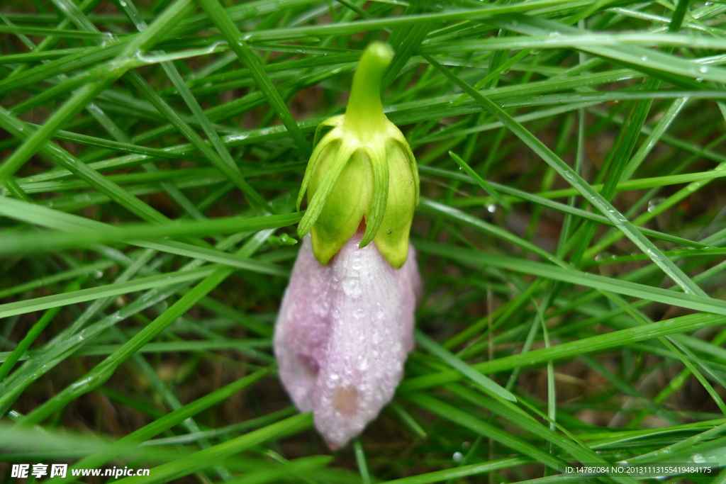 雨后落花