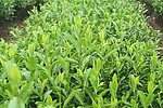 茶叶