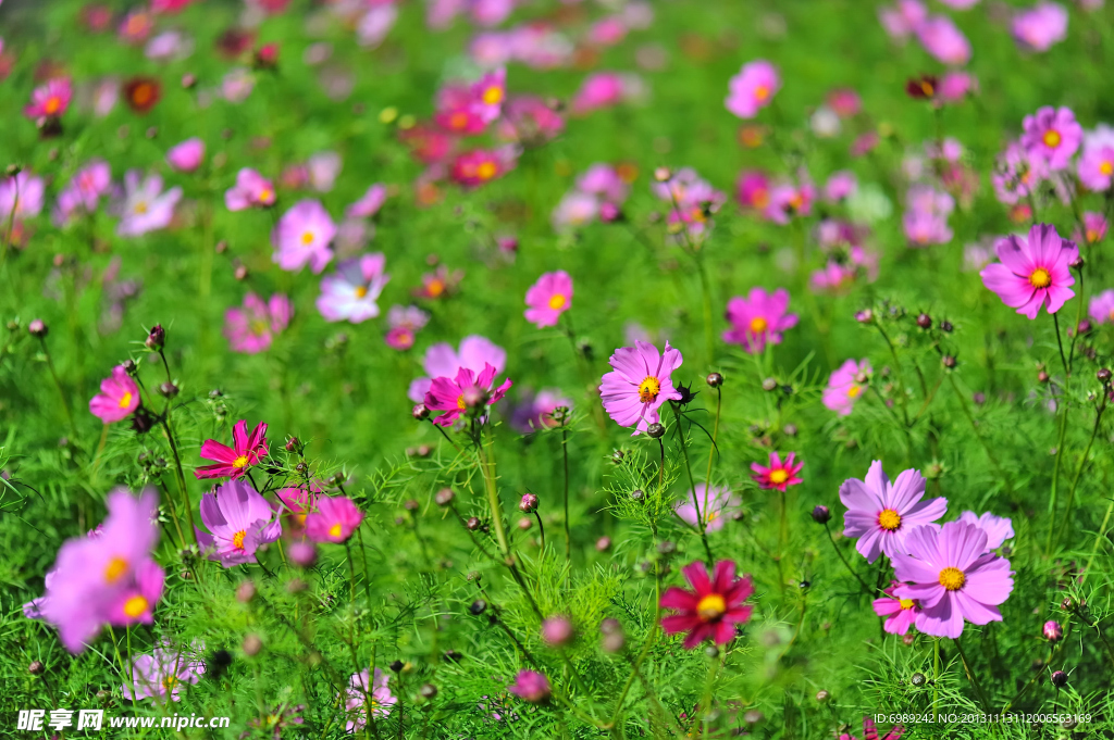 格桑花 波斯菊