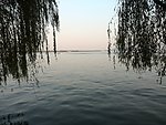 武汉东湖美景 垂柳