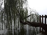 武汉东湖美景 垂柳