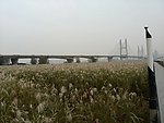 武汉江滩 芦苇 天空
