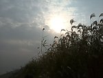 武汉江滩美景 芦苇