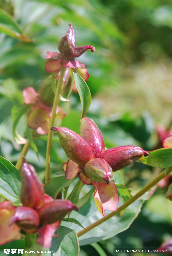 芍药花果实