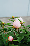 校园花池的芍药