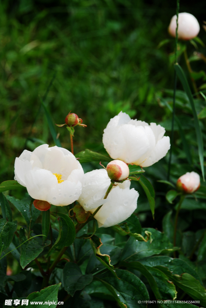 校园花池的芍药