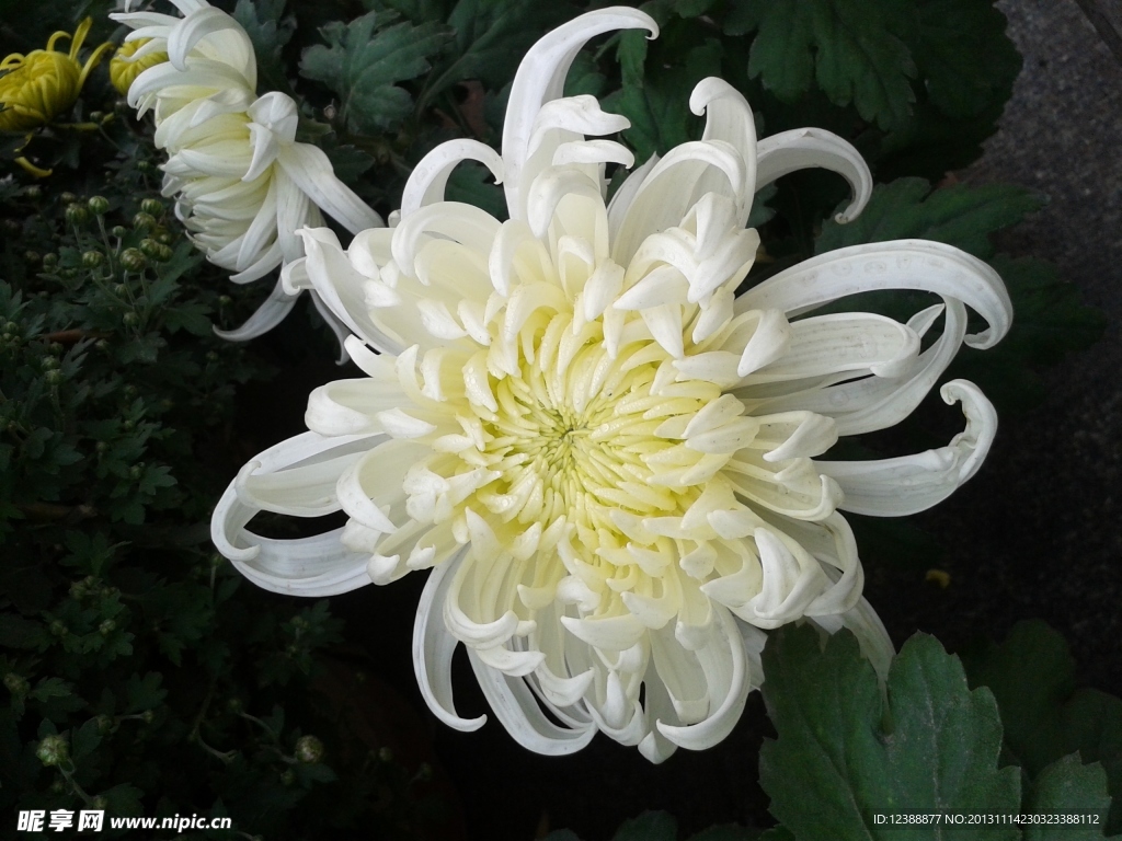 菊花