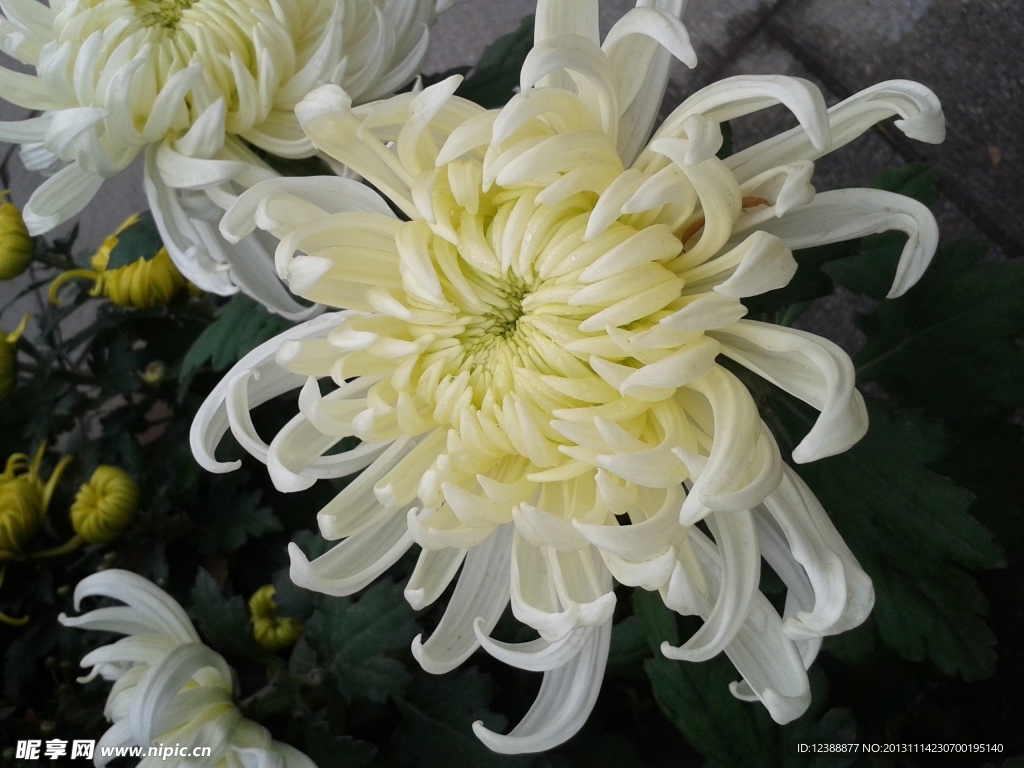 菊花