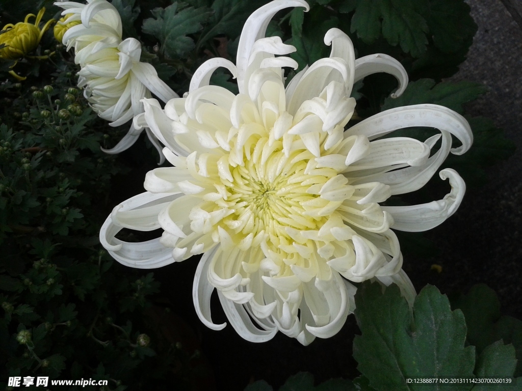 菊花