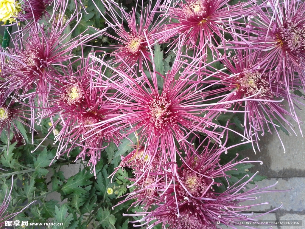 菊花