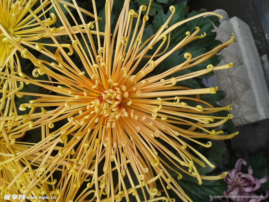 菊花