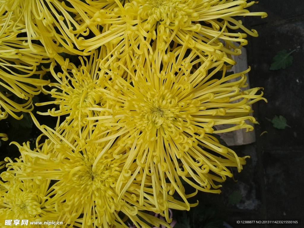 菊花