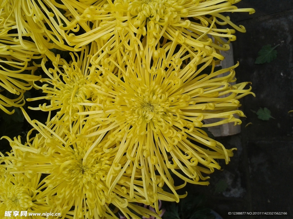 菊花