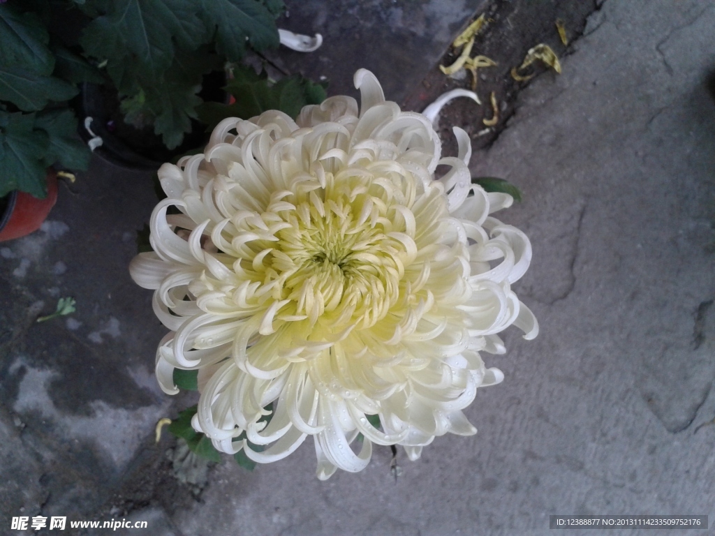 菊花