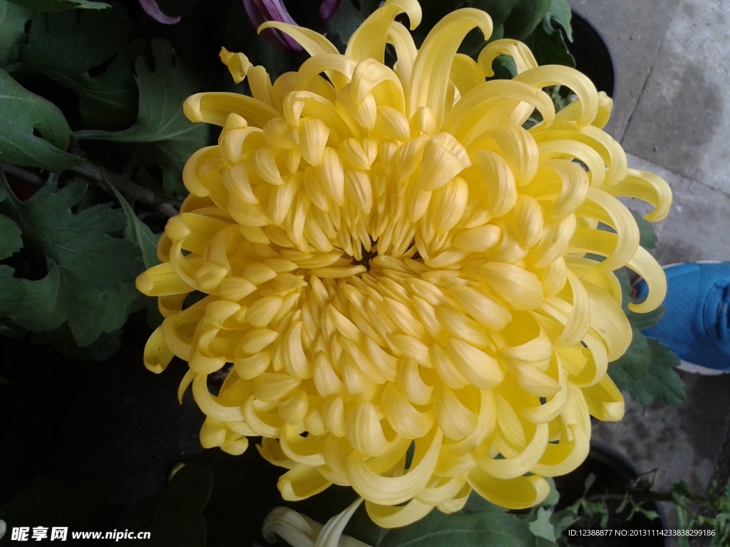 菊花