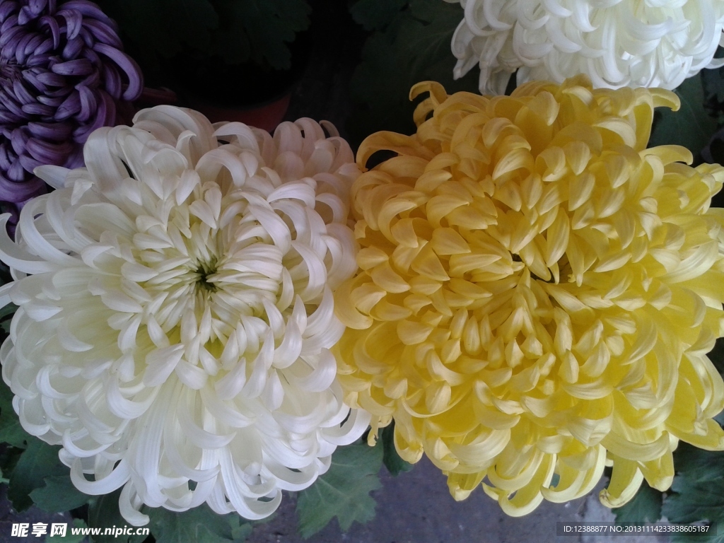 菊花