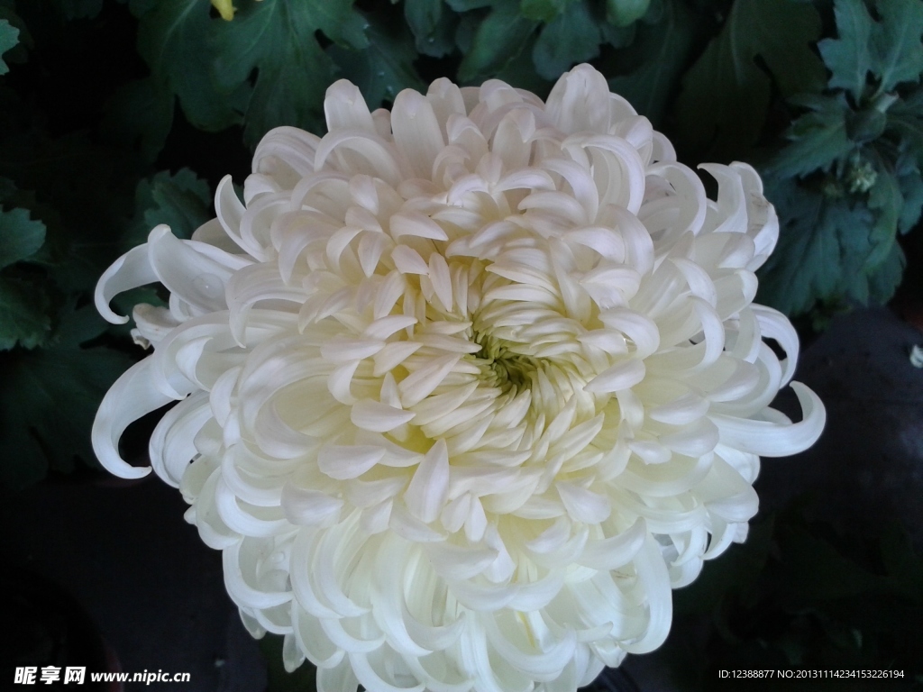 菊花