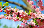 粉红色梅花